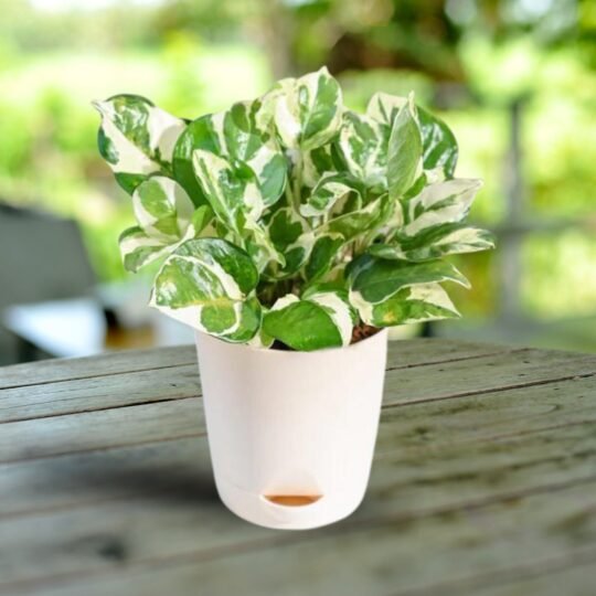 Variegated Money Plant