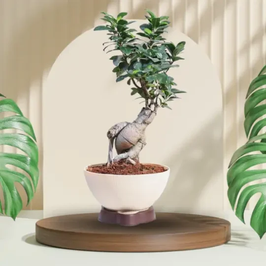 Ficus Bonsai Plant with Normal Planter