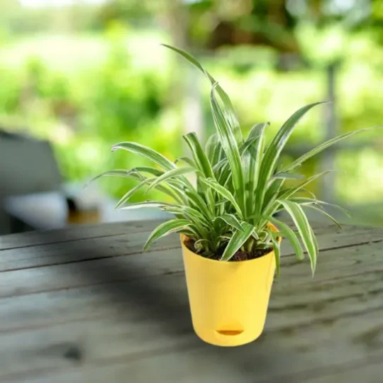 Spider Plant with Self Watering Planter