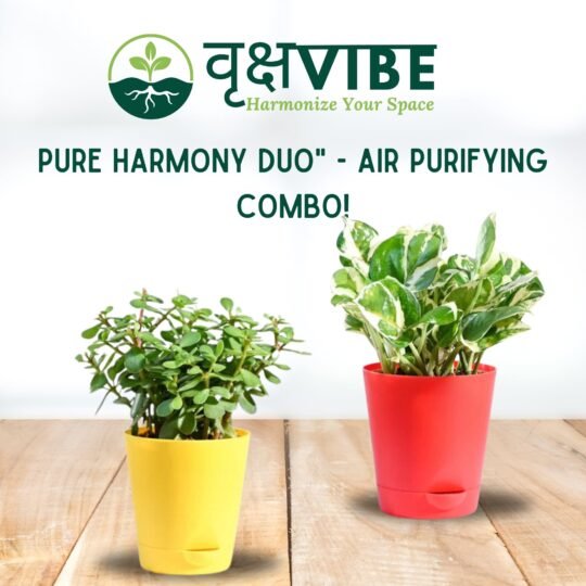 Jade and Money Plant Air Purifying Combo for Home