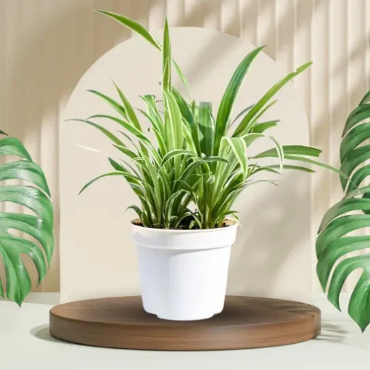 Spider Plant in Gro Pot in white Color