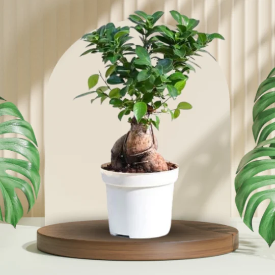 Ficus Bonsai Plant in Gro Pot white color