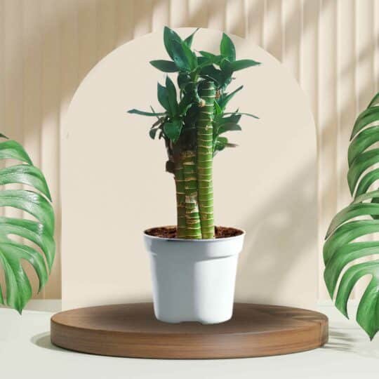 Bamboo Plant in Gro Pot Showcase