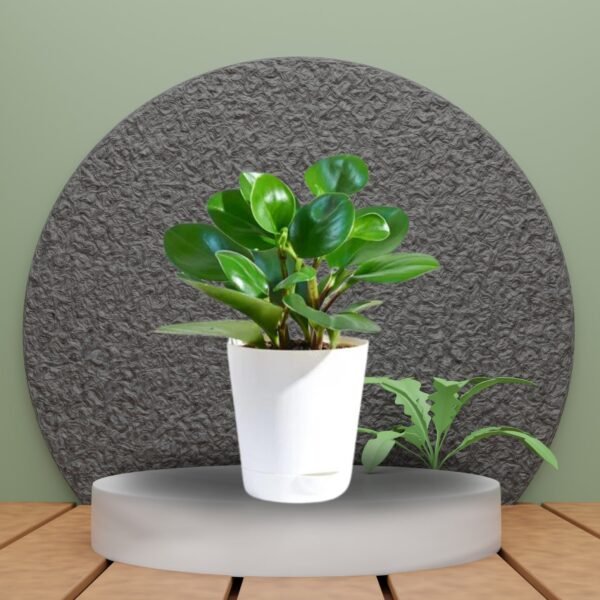 Peperomia Green Plant with Self Watering Pot