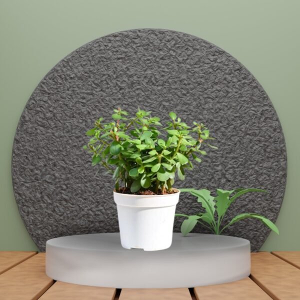 Good Luck Jade Plant : Normal Pot