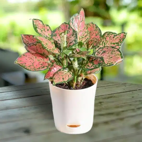 Aglaonema Pink Plant