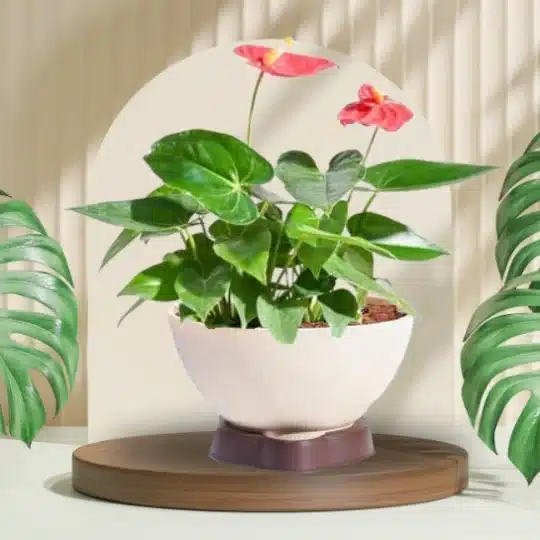 Anthurium Red Plant in Ara 16 Ivory Planter