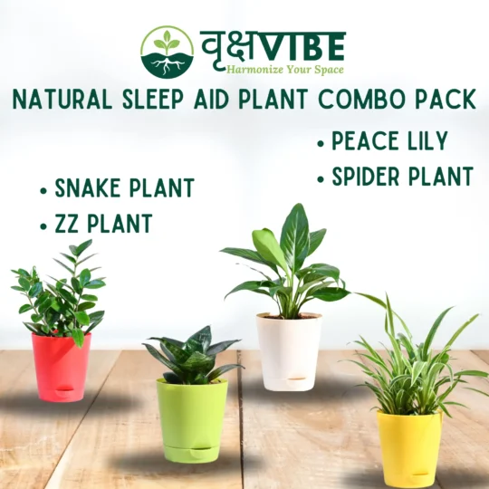 Natural Sleep Aid Plant Combo Pack