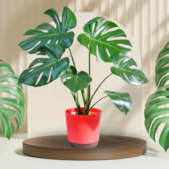 Monstera Deliciosa Plant