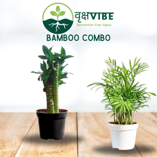 Bamboo Combo