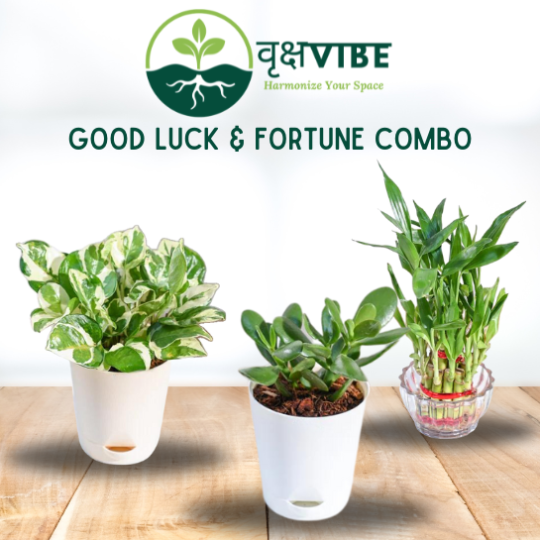 Good Luck & Fortune Combo