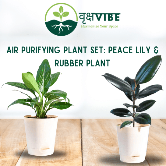 2-in-1 Air Purifying Plant Set: Peace Lily & Rubber Plant