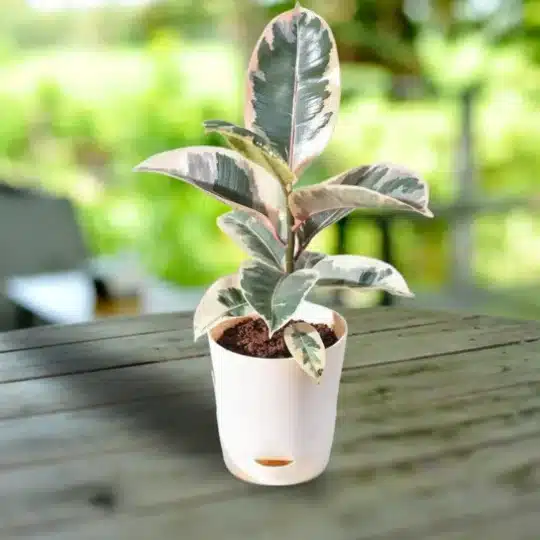 Rubber Plant Variegated